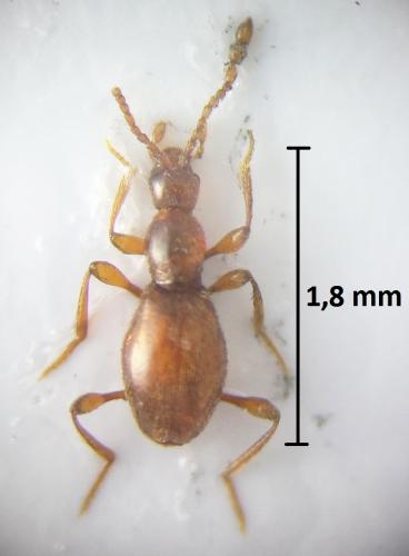 Réf. 216 320 : Scydmaenus perrisi